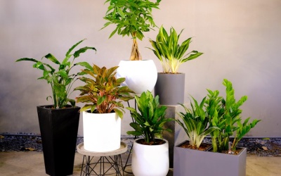 Hướng dẫn cách chọn chậu trồng cây phù hợp