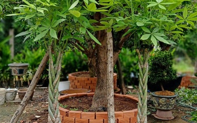 BỆNH THỐI RỄ - VÀNG LÁ và RẦY TRẮNG ở cây KIM NGÂN