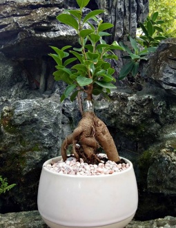 cây si bonsai