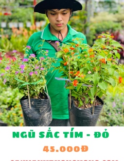 Cây Hoa Ngũ Sắc