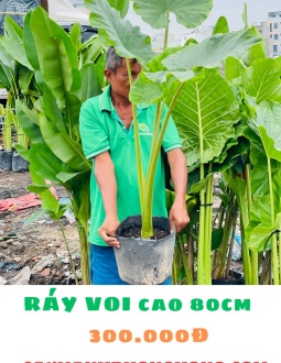 Cây Ráy Voi