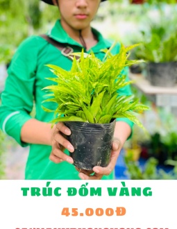 Cây Trúc Nhật Vàng