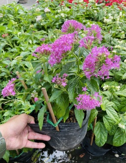 Cây Hoa Diễm Châu