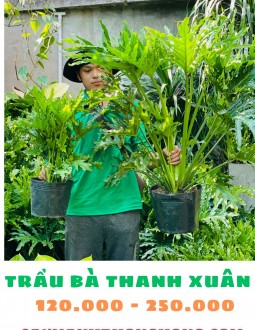 Cây Trầu Bà Thanh Xuân
