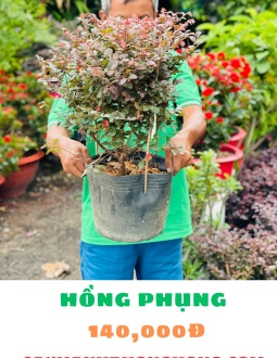Cây Hồng Phụng