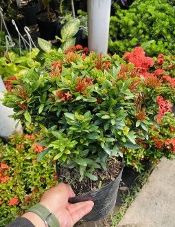 Cây Bông Trang Thái