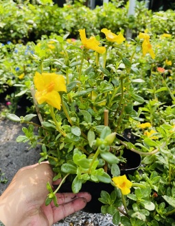 Cây Mười Giờ Sam