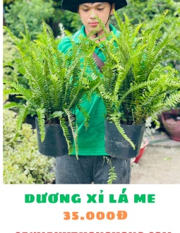 Cây Dương Xỉ Lá Me