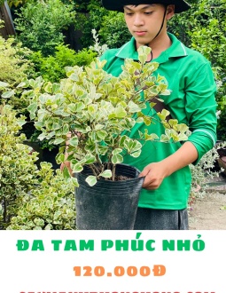 Cây Đa Tam Phúc