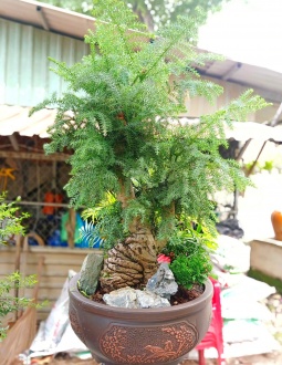 Tùng Bồng Lai Bonsai