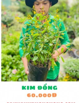 Cây Kim Đồng