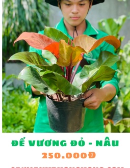 Cây Trầu Bà Đế Vương Đỏ