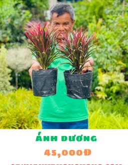 Cây Ánh Dương